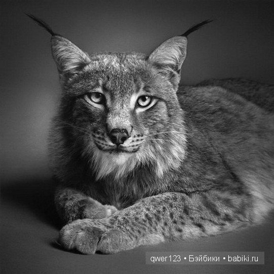 Удивительно реалистичные рисунки карандашом от Пол Лунг (Paul Lung)