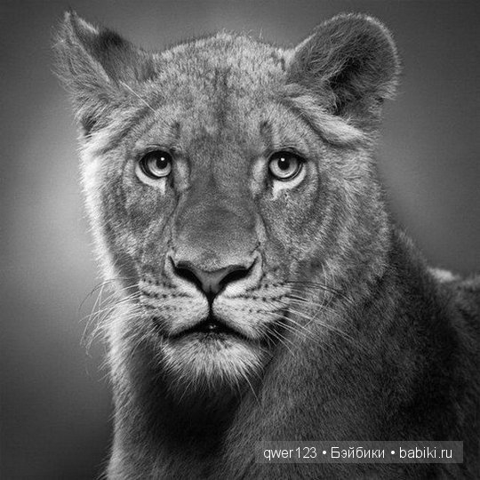 Удивительно реалистичные рисунки карандашом от Пол Лунг (Paul Lung)