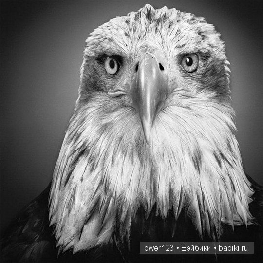 Удивительно реалистичные рисунки карандашом от Пол Лунг (Paul Lung)