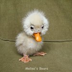 Авторские игрушки от Melisa Nichols