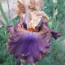 "Дивный  сад" или я скучаю по саду(коллекция ирисов)