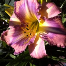 "Дивный  сад" или я скучаю по саду(коллекция лилейников)