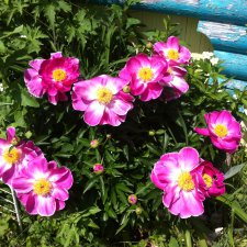 "Дивный  сад" или я скучаю по саду, коллекция пионов