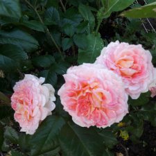 "Дивный  сад" или я скучаю по саду, коллекция розочек