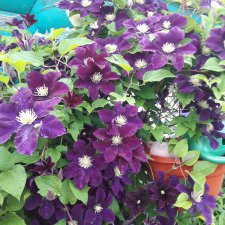 "Дивный  сад" или я скучаю по саду, коллекция клематисов