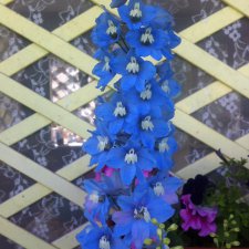 "Дивный  сад" или я скучаю по саду (коллекция дельфиниумов)