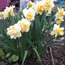 "Дивный  сад" или я скучаю по саду, коллекция  нарциссов и тюльпанов
