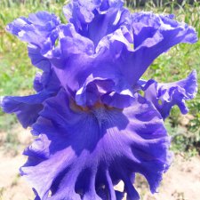 "Дивный сад" или я скучаю по саду, коллекция ирисов 2