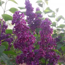 "Дивный  сад" или я скучаю по саду, ромашки и сирень