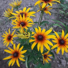 "Дивный  сад" или я скучаю по саду,  просто цветы