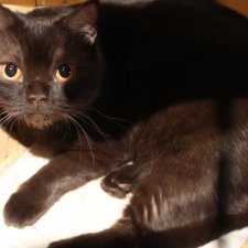 Наш любимчик  "Ричард" или кошачьи посиделки