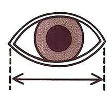 Как измерять размер глазок и головы у куклы Как измерять размер глазок и головы у куклы