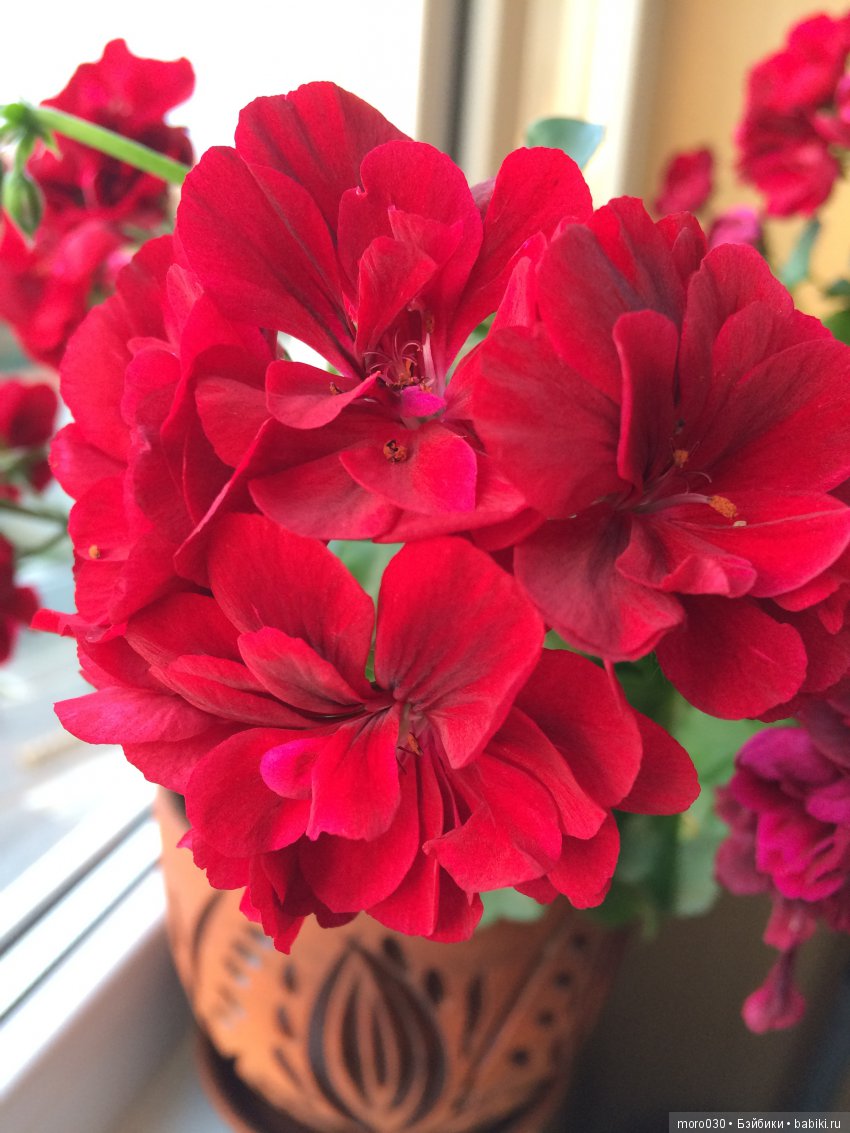Пеларгонии — Красивая природа и цветы: фото пейзажей (фото 5)