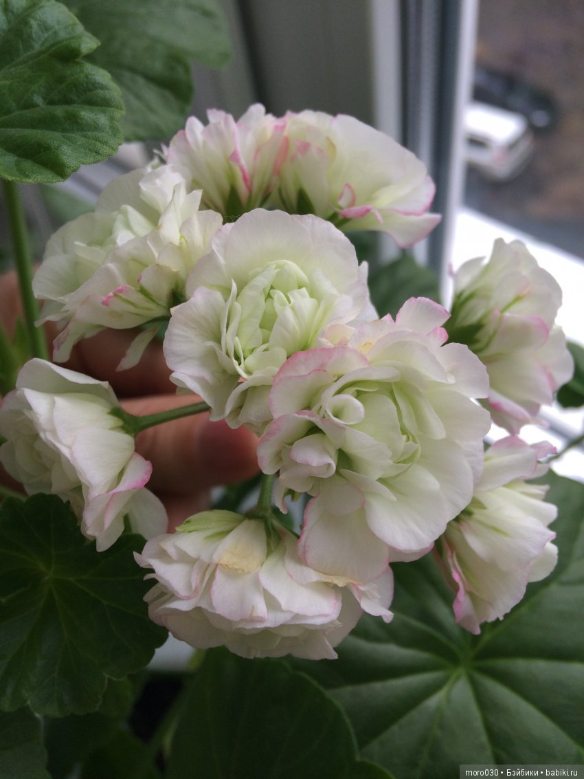 Пеларгонии — Красивая природа и цветы: фото пейзажей