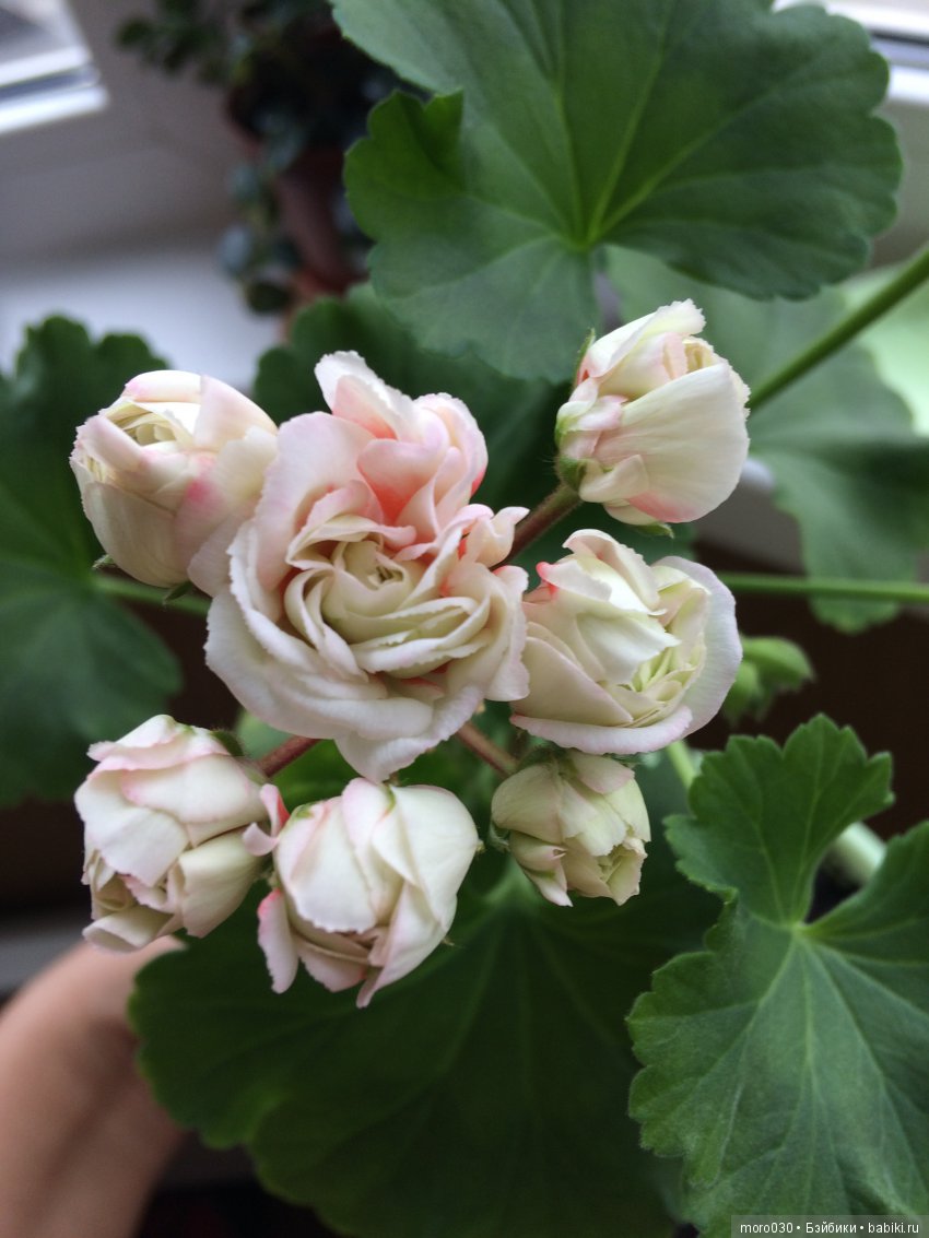 Пеларгонии — Красивая природа и цветы: фото пейзажей (фото 2)