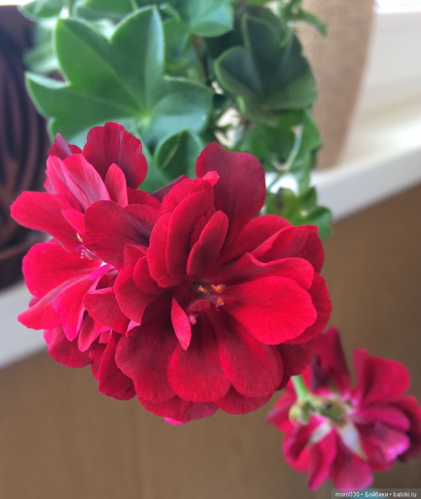 Пеларгонии — Красивая природа и цветы: фото пейзажей