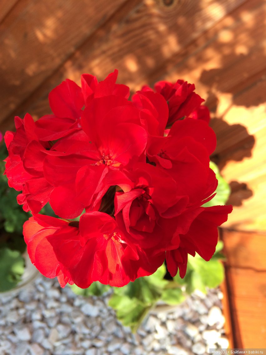 Пеларгонии — Красивая природа и цветы: фото пейзажей (фото 7)