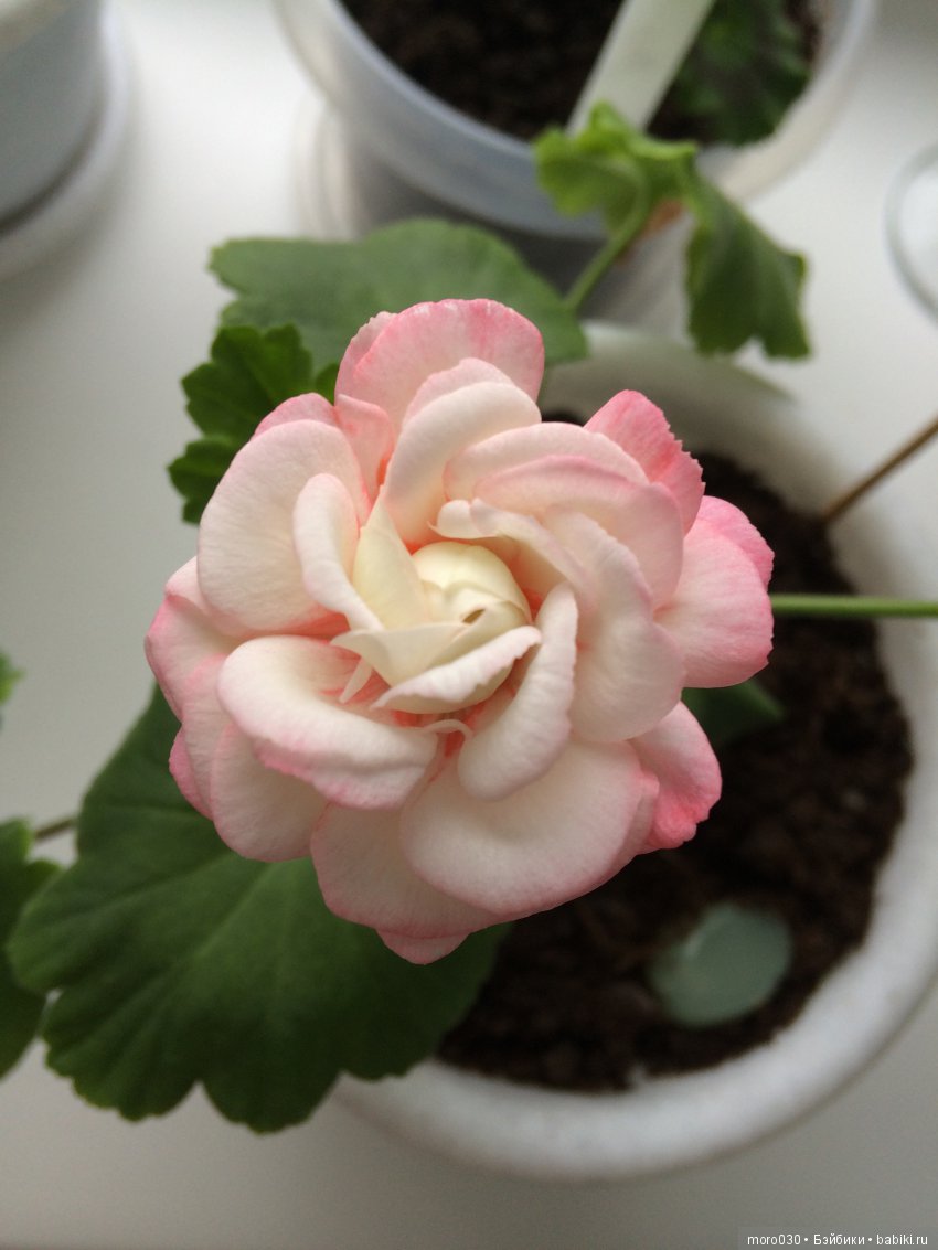 Пеларгонии — Красивая природа и цветы: фото пейзажей