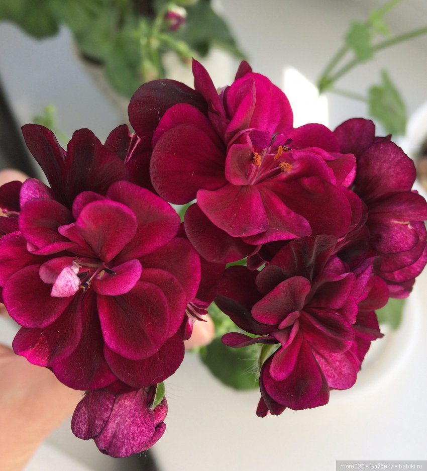 Пеларгонии — Красивая природа и цветы: фото пейзажей (фото 9)