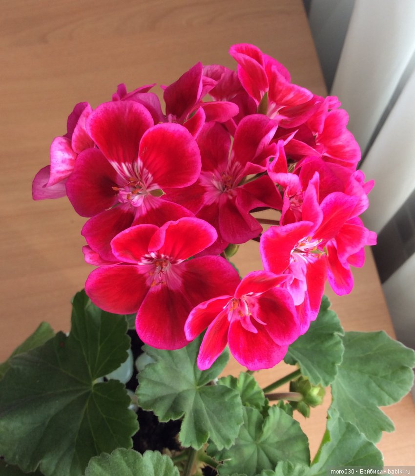 Пеларгонии — Красивая природа и цветы: фото пейзажей (фото 10)