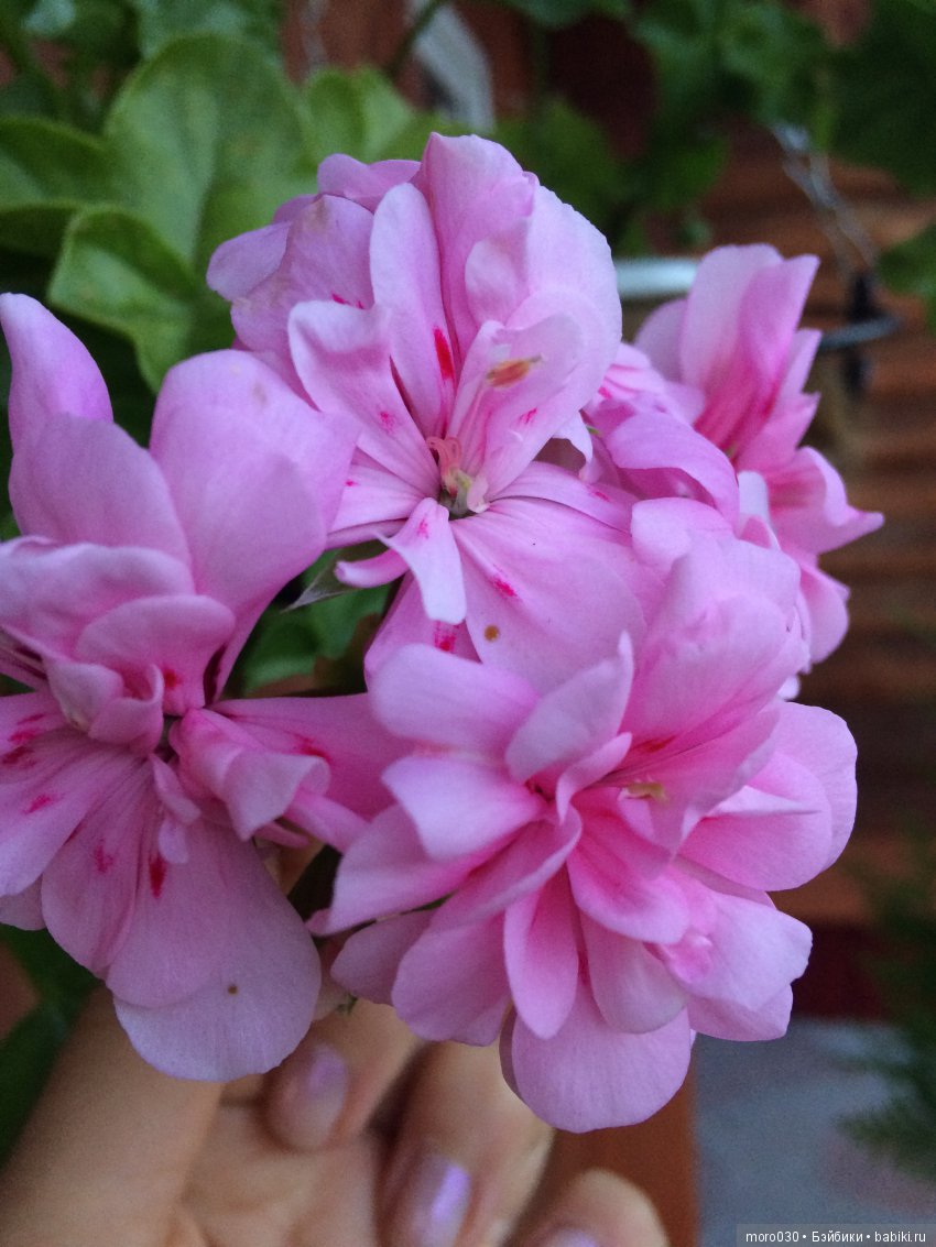 Пеларгонии — Красивая природа и цветы: фото пейзажей (фото 6)