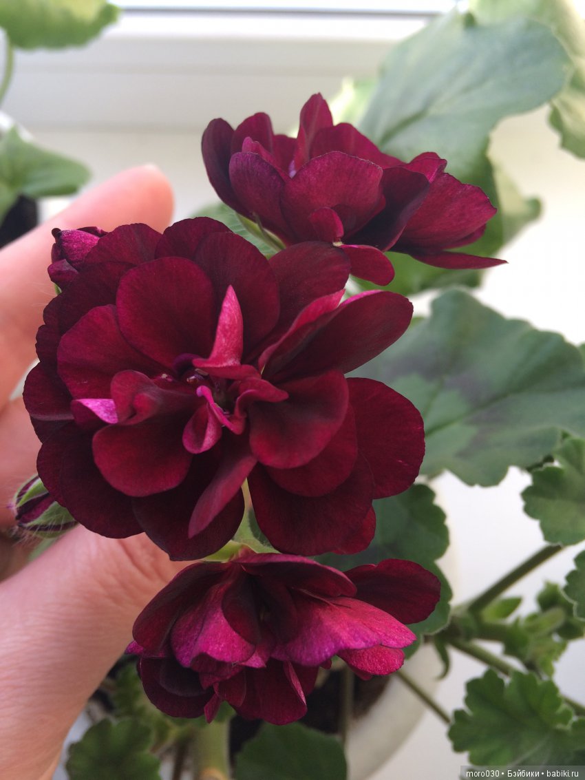 Пеларгонии — Красивая природа и цветы: фото пейзажей (фото 3)