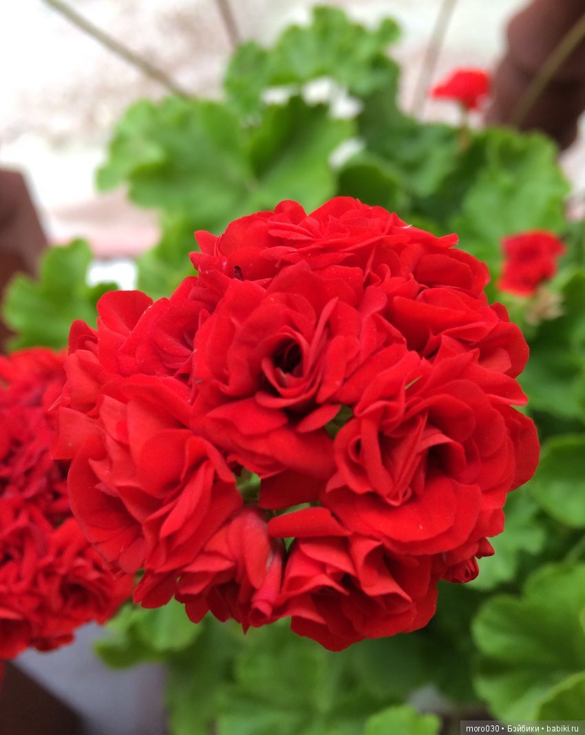 Пеларгонии — Красивая природа и цветы: фото пейзажей (фото 8)