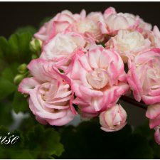 Пеларгонии