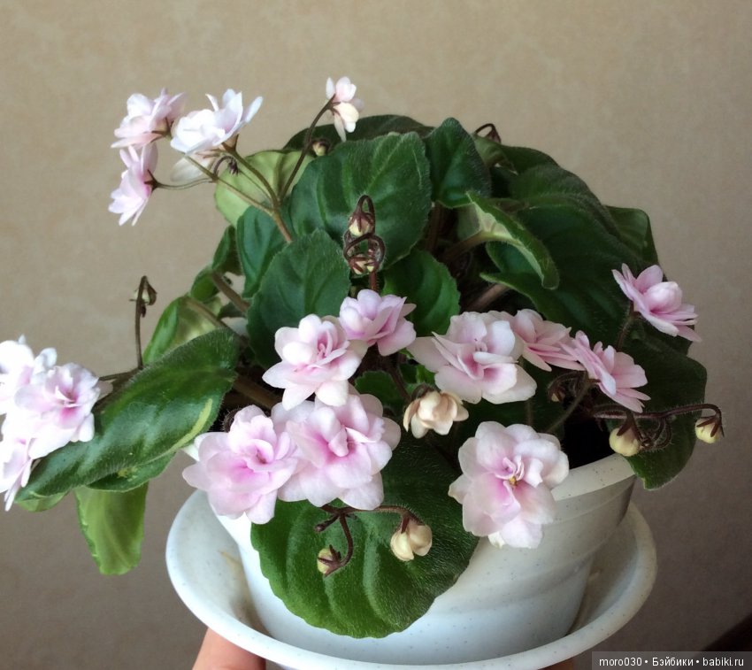 Сестрёнки — Домашние фото авторских кукол: личные коллекции (фото 6)