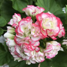 Пеларгонии