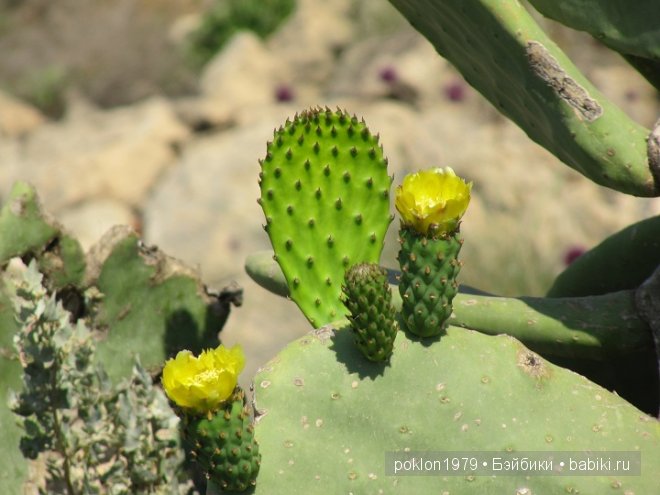 Кипр моими глазами или как я люблю этот замечательный остров