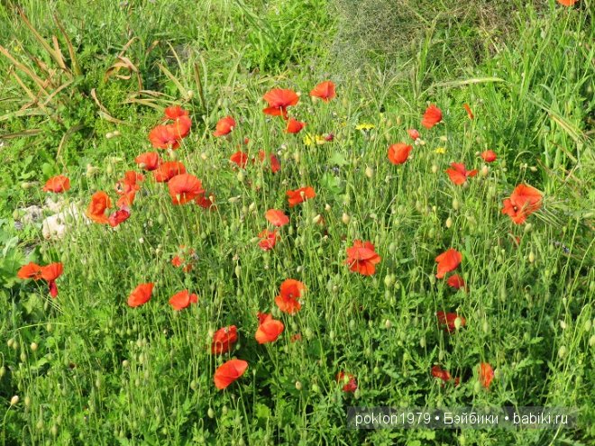 Кипр моими глазами или как я люблю этот замечательный остров (фото 3)