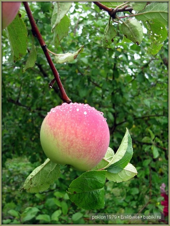 Игровая кукла Цвергназе,Rosa,Zwergnase