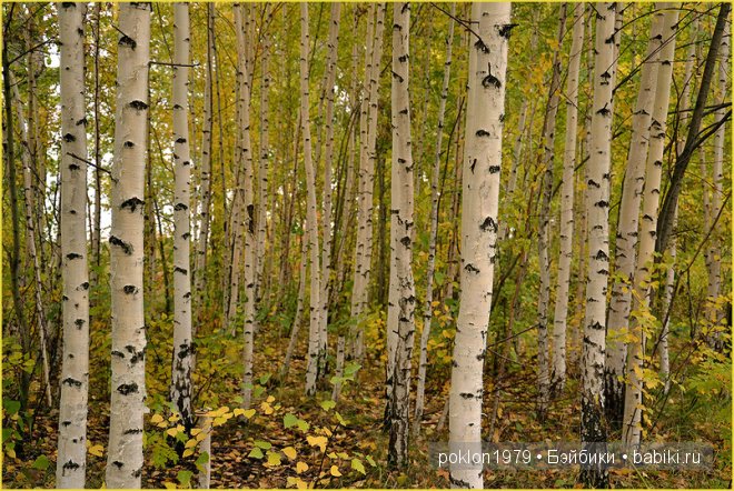 "Белое золото" или осенний наряд для Дуни. Игровые куклы Готц. Ханна с собачкой 2011 год