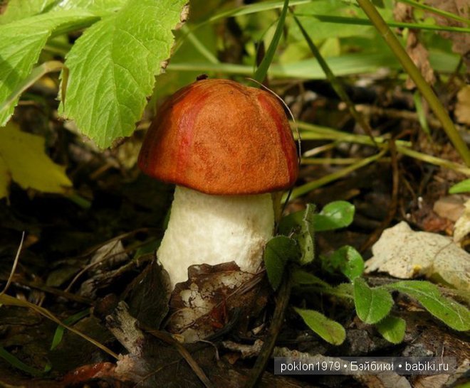 Подарки золотой осени. Игровые куклы от Kathe Kruse (фото 2)