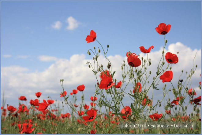 Волшебство твоих рук. Чудесный подарок от Марианны savik. Игровые куклы Готц. Ханна с собачкой 2011 год (фото 2)