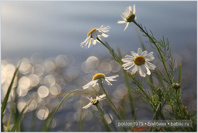 Волшебство твоих рук. Чудесный подарок от Марианны savik. Игровые куклы Готц. Ханна с собачкой 2011 год (фото 3)