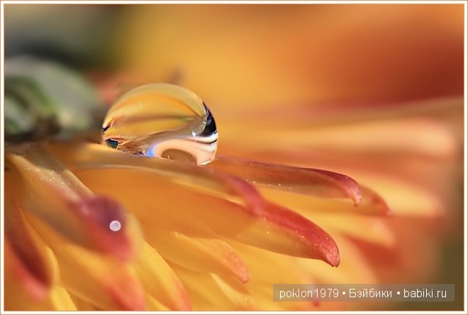 Волшебство твоих рук. Чудесный подарок от Марианны savik. Игровые куклы Готц. Ханна с собачкой 2011 год