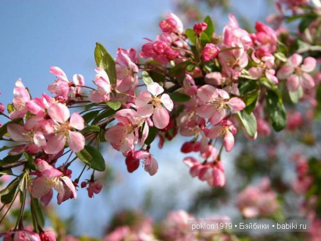 Ты подарила мне весну! Zwergnase, Daria
