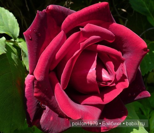 Ты подарила мне весну! Zwergnase, Daria