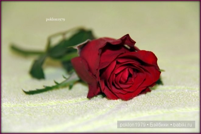 Ты подарила мне весну! Zwergnase, Daria