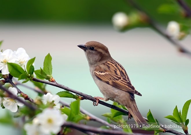Ты подарила мне весну! Zwergnase, Daria (фото 2)