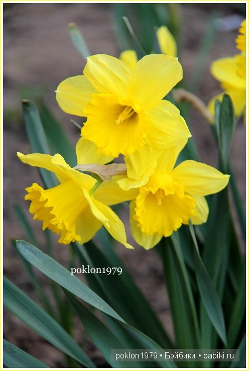 Моя волшебная страна...Игровые куклы Kathe Kruse. Minouche 35 см (фото 4)