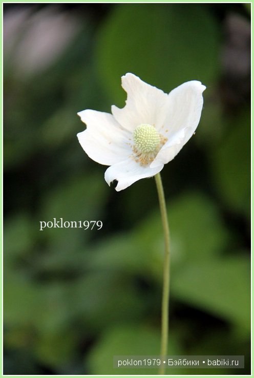 Подарок для самой красивой! Игровые куклы Kathe Kruse. Julia, Elea 40 см. Часть 2