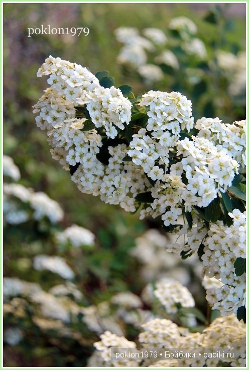 Подарок для самой красивой! Игровые куклы Kathe Kruse. Julia, Elea 40 см. Часть 2 (фото 6)