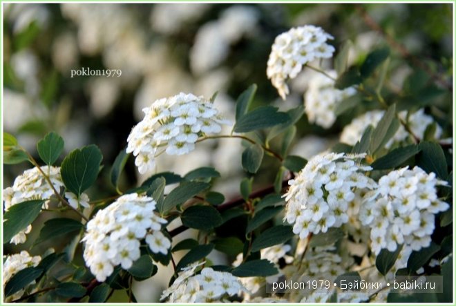 Подарок для самой красивой! Игровые куклы Kathe Kruse. Julia, Elea 40 см. Часть 2 (фото 10)