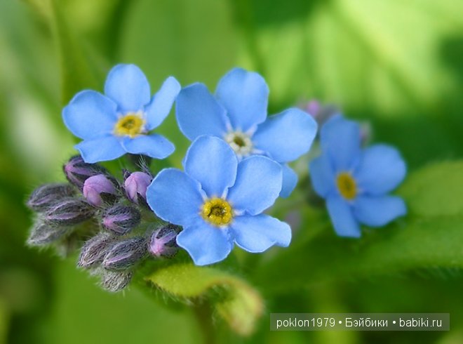 Танцует маленькая фея. Игровые куклы Готц. Ханна с собачкой 2011 года | Бэйбики Танцует маленькая фея. Игровые куклы Готц. Ханна с собачкой 2011 года