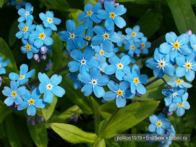 Танцует маленькая фея. Игровые куклы Готц. Ханна с собачкой 2011 года | Бэйбики Танцует маленькая фея. Игровые куклы Готц. Ханна с собачкой 2011 года