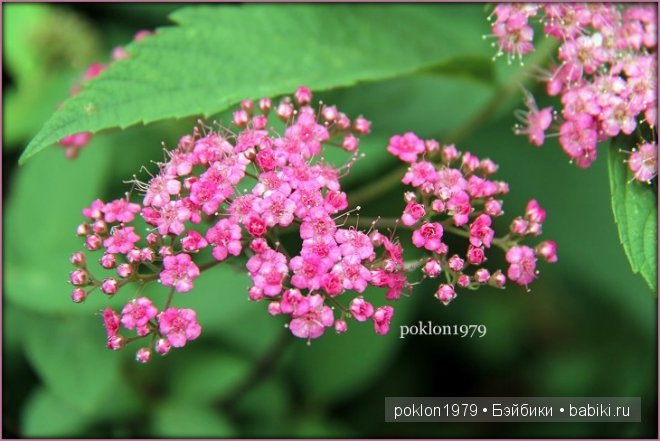 Лето в подарок. Испанские игровые куклы Paola Reina 32 см | Бэйбики Лето в подарок. Испанские игровые куклы Paola Reina 32 см (фото 5)