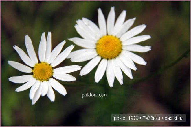 Лето в подарок. Испанские игровые куклы Paola Reina 32 см | Бэйбики Лето в подарок. Испанские игровые куклы Paola Reina 32 см